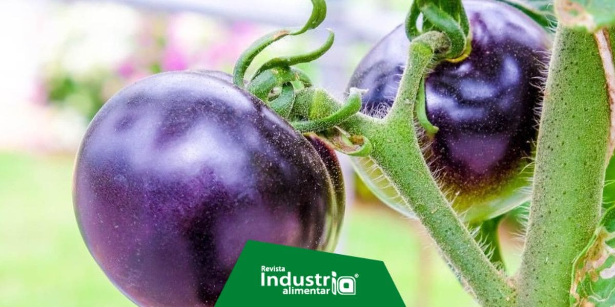 El nuevo tomate transgénico morado más saludable es un éxito de venta en Estados Unidos Revista Industria Alimentaria
